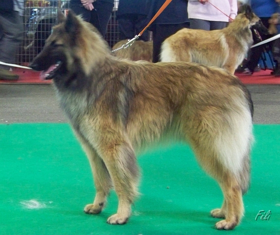 n°107 Estia Bell des loups de la tiarde 5507.JPG